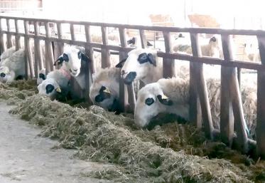 Le soja en graine ne remplace pas un tourteau ou un complémentaire azoté.