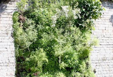 Déambulation parmi les exposants, découverte de nouvelles variétés et des murs végétaux sont au programme pendant deux jours à la Citadelle de Doullens.