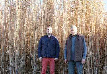 Éric et Charles Van Moorleghem au pied du miscanthus. 