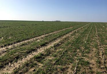 Essai implanté en semis direct à Candas sur les préparations naturelles et produits biocontrôles.