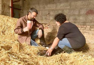 Les vétérinaires d’animaux dits de rente sont à peine plus de trois mille  à exercer dans les campagnes. 