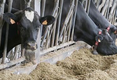 Dans sa démarche de développement durable, la coopérative s’est fixée un objectif d’audits «bien-être animal» selon l’outil Boviwell dans toutes les exploitations qu’elle collecte d’ici fin 2023. 