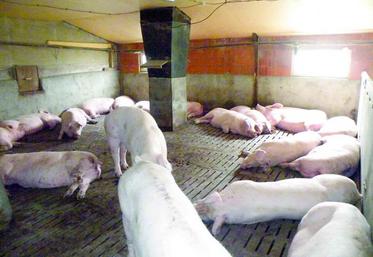 40% des éleveurs devront réaliser la mise aux normes bien-être des bâtiments truies avant le 31 décembre.