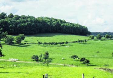La remise en culture des prairies a été accélérée par les annonces de l’Etat depuis 2012, tant chez les éleveurs qui ont cessé leur activité d’élevage que pour ceux qui la poursuivent.