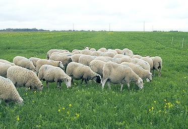 De nouvelles références qui chiffrent les intérêts respectifs 
du céréalier et de l’éleveur.