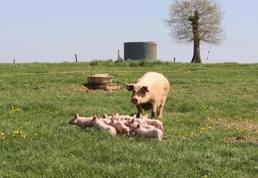 L’utilisation des fourrages dans l’alimentation des monogastriques en agriculture biologique présente un certain potentiel qu’il convient de valoriser.
