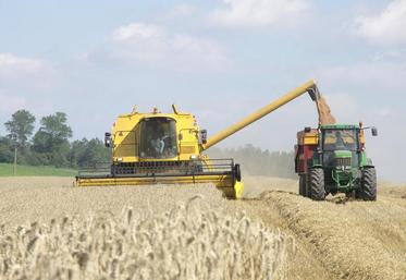 Les blés tendres français atteignent en 2019 des poids spécifiques (PS) exceptionnels qui offrent à cette campagne
la deuxième meilleure performance des vingt dernières années après 2015.