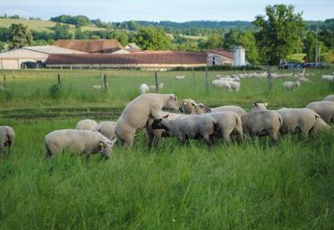 Dans un lot, les béliers affichent leurs préférences.