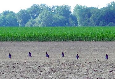 Enquête corvidés page 1