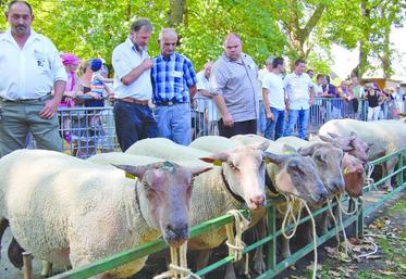 Le concours national de mouton charollais débutera dès 6h15 avec le classement de près de 300 animaux venus de toute 
la France. Cette année, il se fera à l’abri sous le grand hall des expositions de Charolles.