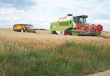 Dans le département, les rendements en blé varient entre 65 et 120 qx/ha.