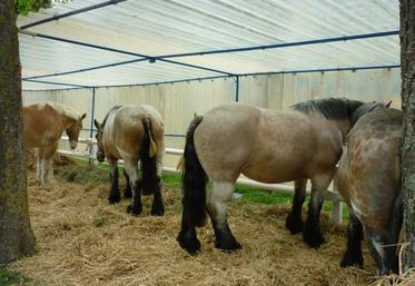 La foire Saint-Clément est une des plus grandes du département. Elle est réputée pour son concours de chevaux.