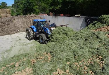 Pour absorber un volume conséquent de pomme de terre, son ensilage avec de l’herbe est idéal.