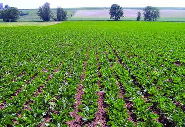 83% des parcelles étaient propres en 2014 dans la Somme.