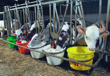 Alors qu’il est fortement pratiqué en Irlande (30 %), le croisement viande est peu utilisé par les éleveurs laitiers français, notamment en raison de la politique intensive de renouvellement des troupeaux laitiers.