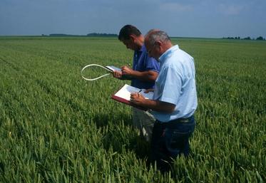 L’amélioration variétale est un levier pour gagner en performances économiques et environnementales.