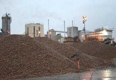 Les réceptions de pommes de terre féculières ont pris fin le 17 janvier. L’arrêt de la féculerie devrait avoir lieu, quant 
à lui, le 19 ou le 20 janvier..