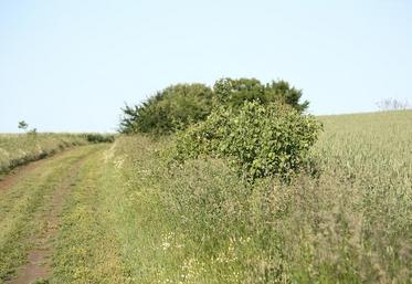 Les chemins ruraux présentent, eux aussi, un intérêt écologique dans le cadre des trames vertes puisqu’ils créent 
des chemins pour les espèces.