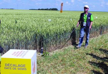 Essais sur la sensibilité des variétés de blé aux maladies. Parmi les quatre variétés testées : Alixan, Istabrac, Trapez et Bergamo, cette dernière apparaît comme la moins sensible à la rouille jaune et à la septoriose.