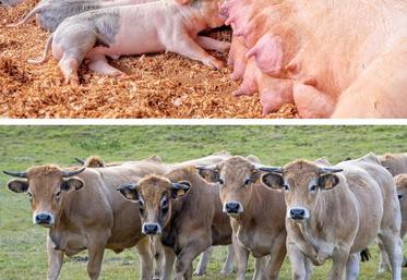 Pour Jean-Michel Regnier, le bien-être animal est une question essentielle, car «les images chocs relayées font beaucoup de mal à la profession. Chaque scandale, c’est une érosion de la consommation