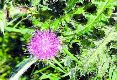 Une fois les stades d'utilisation des produits dépassés, l'intervention ne peut être que manuelle.