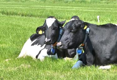 Malgré une embellie du prix du lait en 2019, d’importantes disparités restent constatées selon les entreprises.