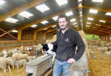 Pour l’installation d’Émile, 250 brebis ont complété le troupeau. La gestion du pâturage et les installations 
ont été optimisés.