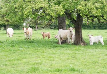 Certaines espèces ligneuses sont tout à fait adaptées d’un point de vue de la valeur alimentaire à des utilisations variées (types d’animaux, mode d’alimentation).