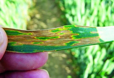 C’est fin avril – début mai que les conditions climatiques seront déterminantes pour les contaminations septoriose.