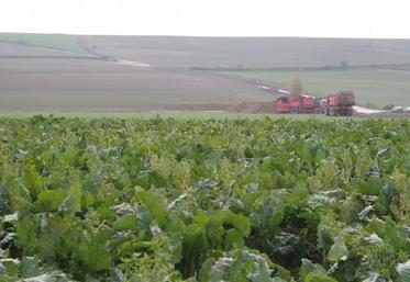 Préservation de la structure du sol, réduction des charges de mécanisation et de la levée des adventices, optimisation de la fertilisation... le choix du semis direct en betterave présente bien des intérêts. 