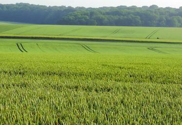 En Picardie, les premières moissons de blé ne sont pas envisagées avant la première quinzaine d’août.