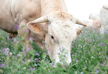 Pâturées ou fauchées, les légumineuses sont toujours appréciées.