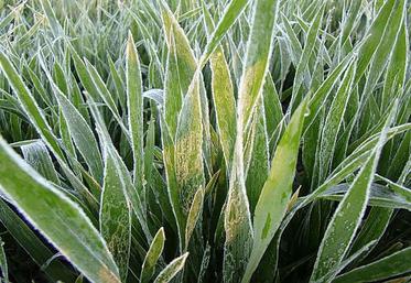 Les conditions d’apparition du gel, la durée du gel, l’état de la culture, l’orientation de la parcelle ou encore l’humidité du milieu, sont autant de facteurs pris en compte pour l’analyse de risque.