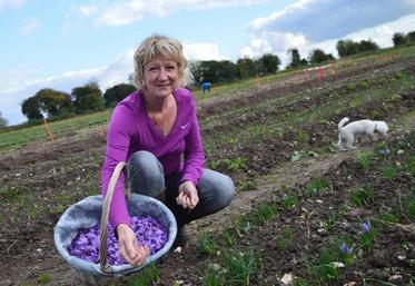 Anne Poupart ouvre les portes de sa ferme «Safran de la Baie de Somme», mardi 10 et vendredi 13 octobre, de 10h à 12h.