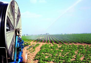 Adopter une stratégie d’irrigation pour éviter les stress hydriques précoces.