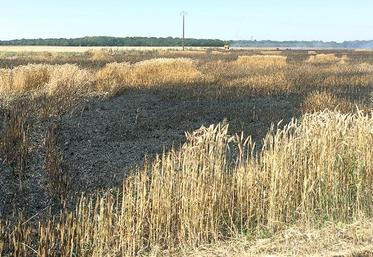 Dans la Somme, comme ici près de Briquemesnil, plusieurs incendies se sont déclarés. 