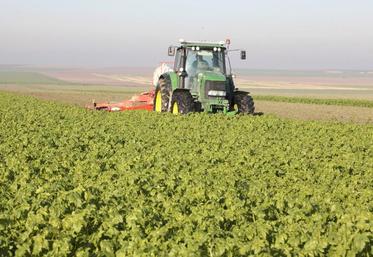 Certaines espèces sont touchées par le gel de façon quasi systématique, mais d’autres, comme la moutarde, sont encore en place en sortie d’hiver. 