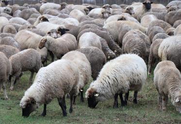 Diffuser les meilleures pratiques et les innovations reste un des principaux objectifs de SheepNet.