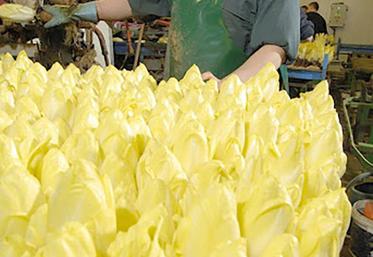 La fin du plastique pour l’emballage des fruits et légumes, dont l’endive en petits conditionnements, continue d’interroger la filière.