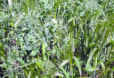 Si les légumineuses favorisent l’autonomie en azote, leur association ne permet pas de produire plus de céréales avec autant d’azote ou de produire autant de céréales avec moins d’azote.