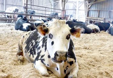 Pour Benoît Rigolle, la litière en anas de lin est un gain de temps et elle est plus performante pour les vaches.