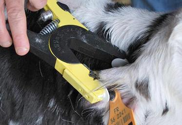 Boucle BVD : est-ce obligatoire ou pas ?