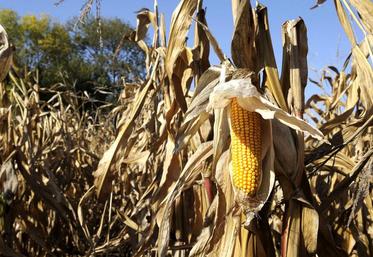 Réaction des épis de maïs au stress hydrique.
