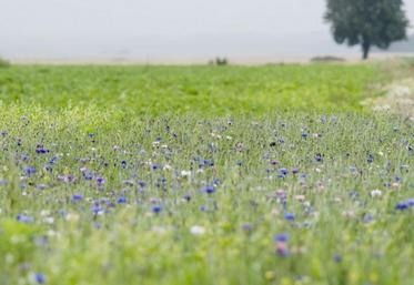 L'autorisation de récolte et/ou de pâturage des jachères concerne 47 départements, dont l'intégralité des Hauts-de-France.