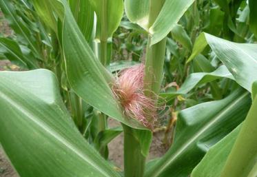 Les maïs sont considérés comme fleuris quand les soies sont sorties sur 50 % 
des tiges.