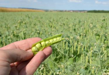 Pois fin floraison.