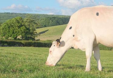 Un excédent engendre toujours une baisse des prix. Les éleveurs laitiers sont donc priés de maîtriser leur volume malgré le pic de production printanier.