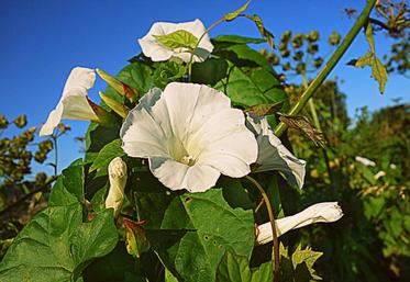 Les printemps frais sont favorables au développement précoce du liseron des haies dans des cultures peu concurrentielles.