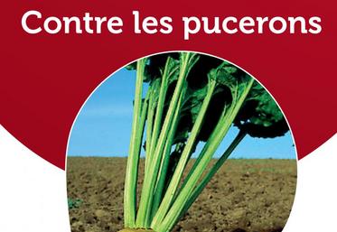 La solution Teppeki est désormais autorisée à partir du stade 2 feuilles contre 6 auparavant dans le cadre d'une lutte contre le puceron vert sur betteraves.