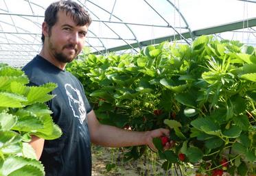 Guillaume Bleuet : «Je cherche le goût plutôt que le rendement, car lorsque quelqu’un mange une bonne fraise, il revient.»